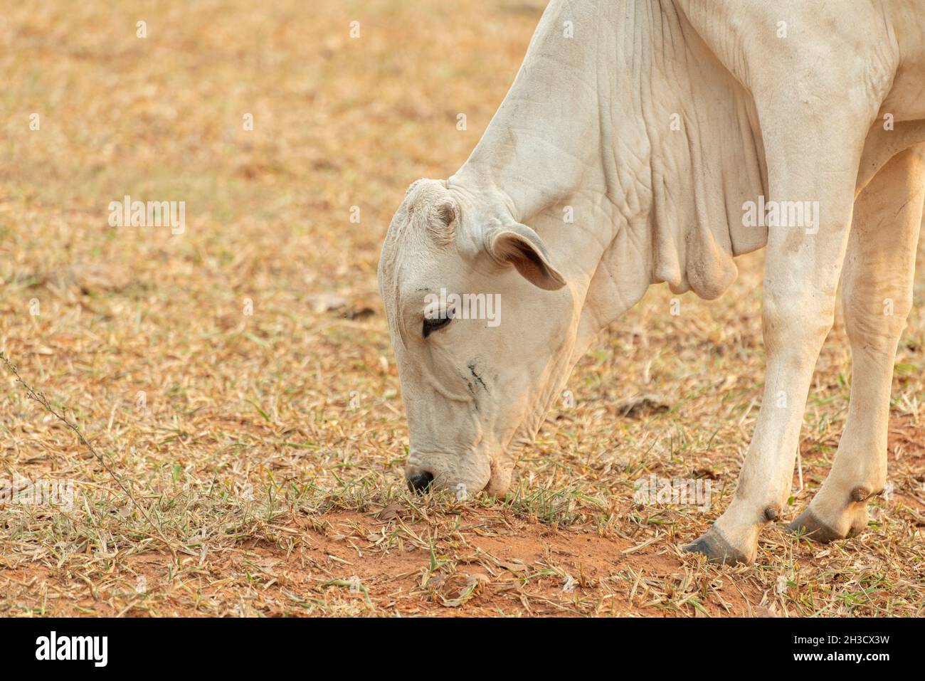 Kuh, die Gras auf einer Weide auf dem Land in Brasilien frisst. Nellore ist eine Rasse, die im Land weit verbreitet ist, um edle Schnitte für inländische zu erhalten Stockfoto
