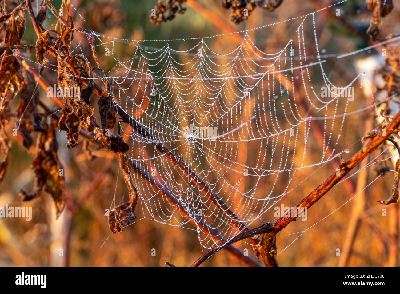 Die Kunst von Mutter Natur mit einem mit Tau beladenen Spinnennetz. Willkommen Im Herbst. Raleigh, North Carolina. Stockfoto