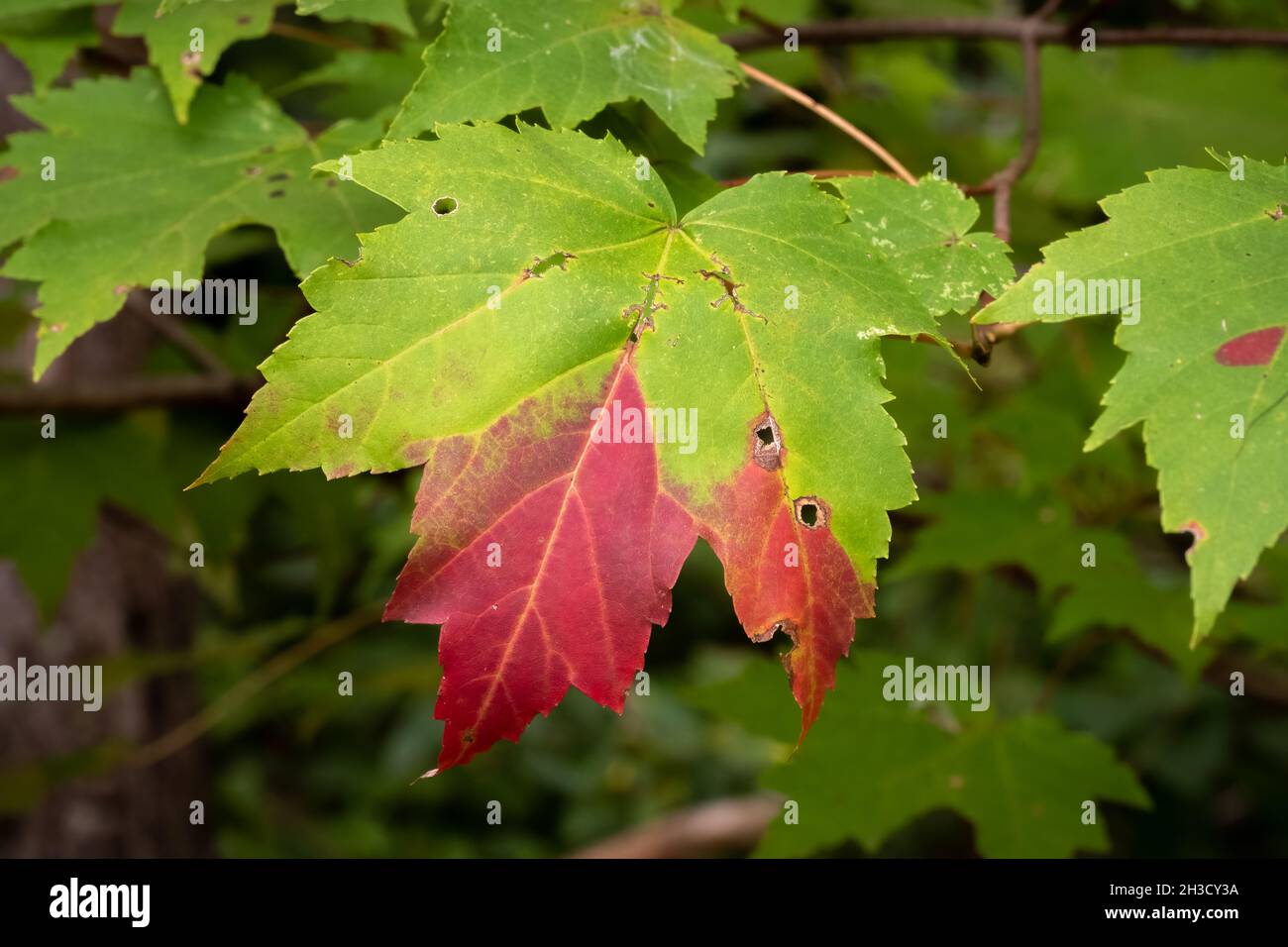 Roter Ahorn (Acer rubrum) wechselt von grün zu rot, wenn sich der Herbst einpendelt. Raleigh, North Carolina. Stockfoto