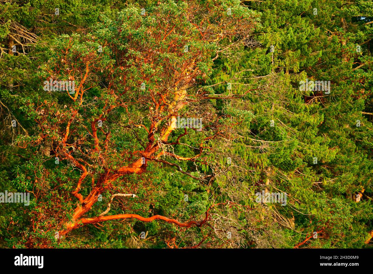 Ein pazifischer Madrone-Arbutusbaum (Arbutus menzeisii), der wild wächst, aber sich an der Küste von Vancouver Island British C gegen die anderen Bäume absetzt Stockfoto