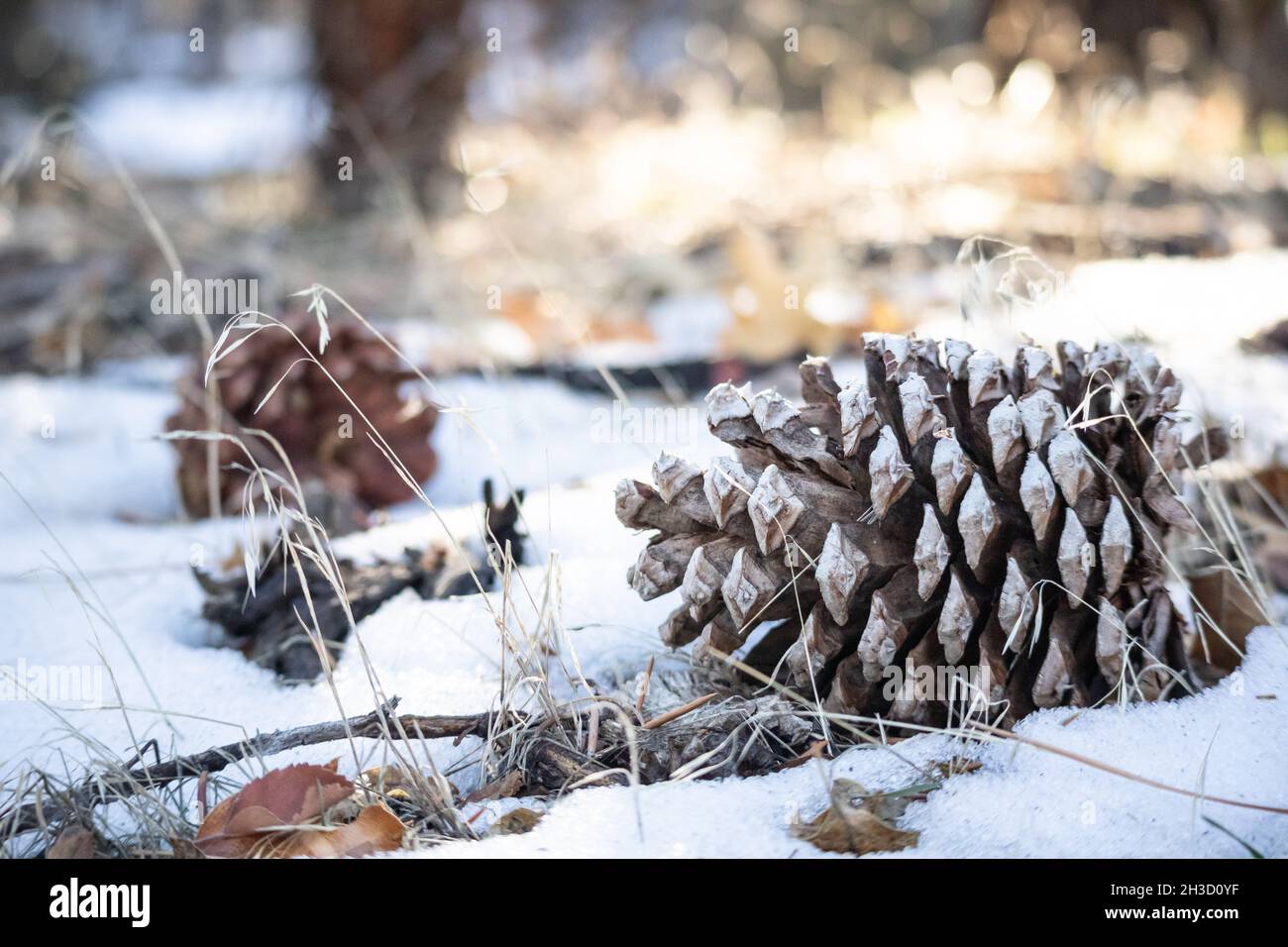 Eine Kiefer Tanne-Kegel unten auf Schnee Winter Stockfoto