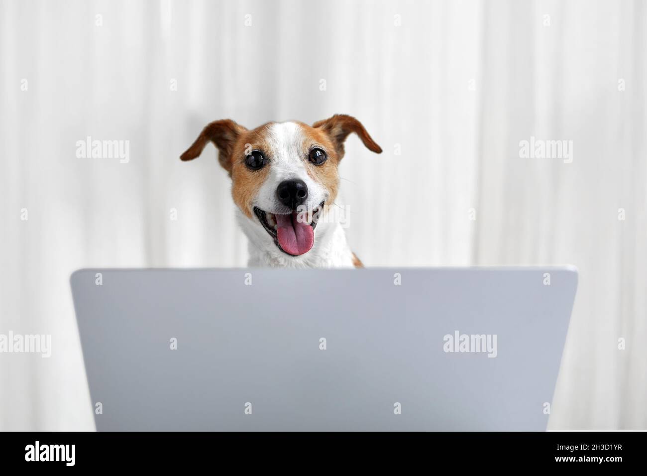 Netter witziger Jack Russell Terrier Hund mit glücklichem Gesicht, der in der Nähe eines offenen Laptops gegen weiße Vorhänge im Studio sitzt Stockfoto