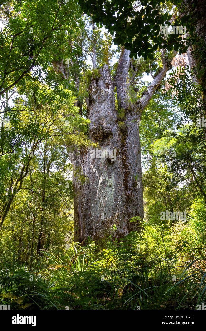 Waipoua Kauri Forest. Kauri-Baum. Naturparks von Neuseeland. Stockfoto