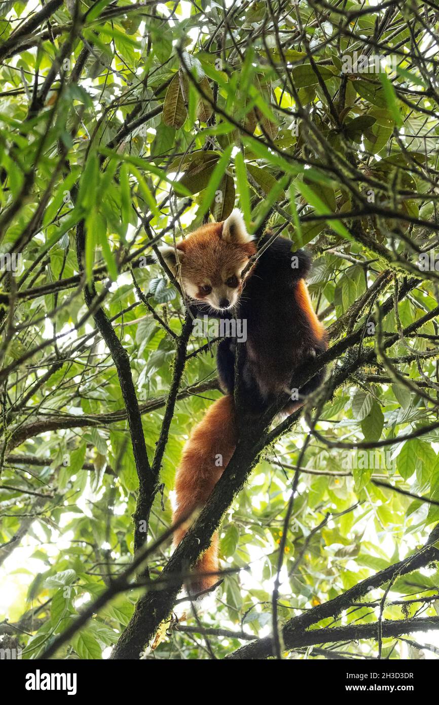 Porträt eines wilden roten Pandas in einem Himalaya-Wald Stockfoto