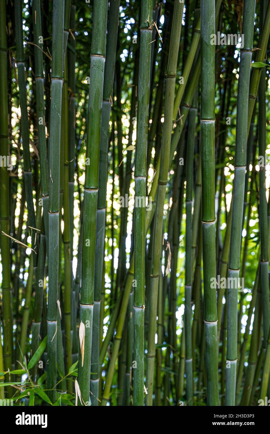 Masse von grünen Bambusstöcken. Stockfoto
