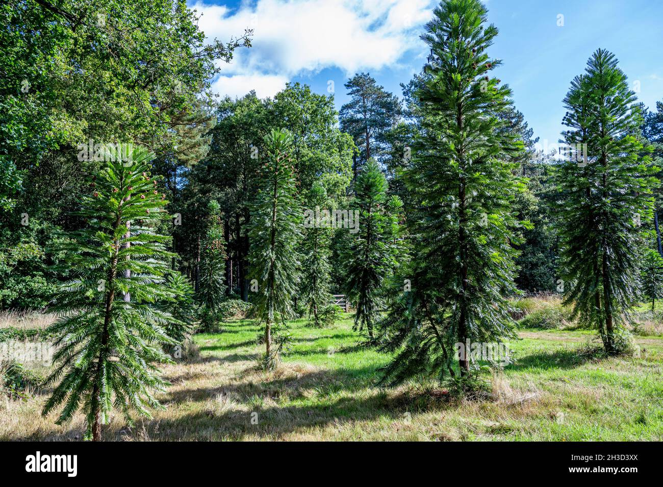 Pinus woollimii, Wollemi-Kiefer, Wollemia nobilis, Araucariaceae. Gefährdete Nadelbäume nur in freier Wildbahn, in Südaustralien, zu finden. Stockfoto