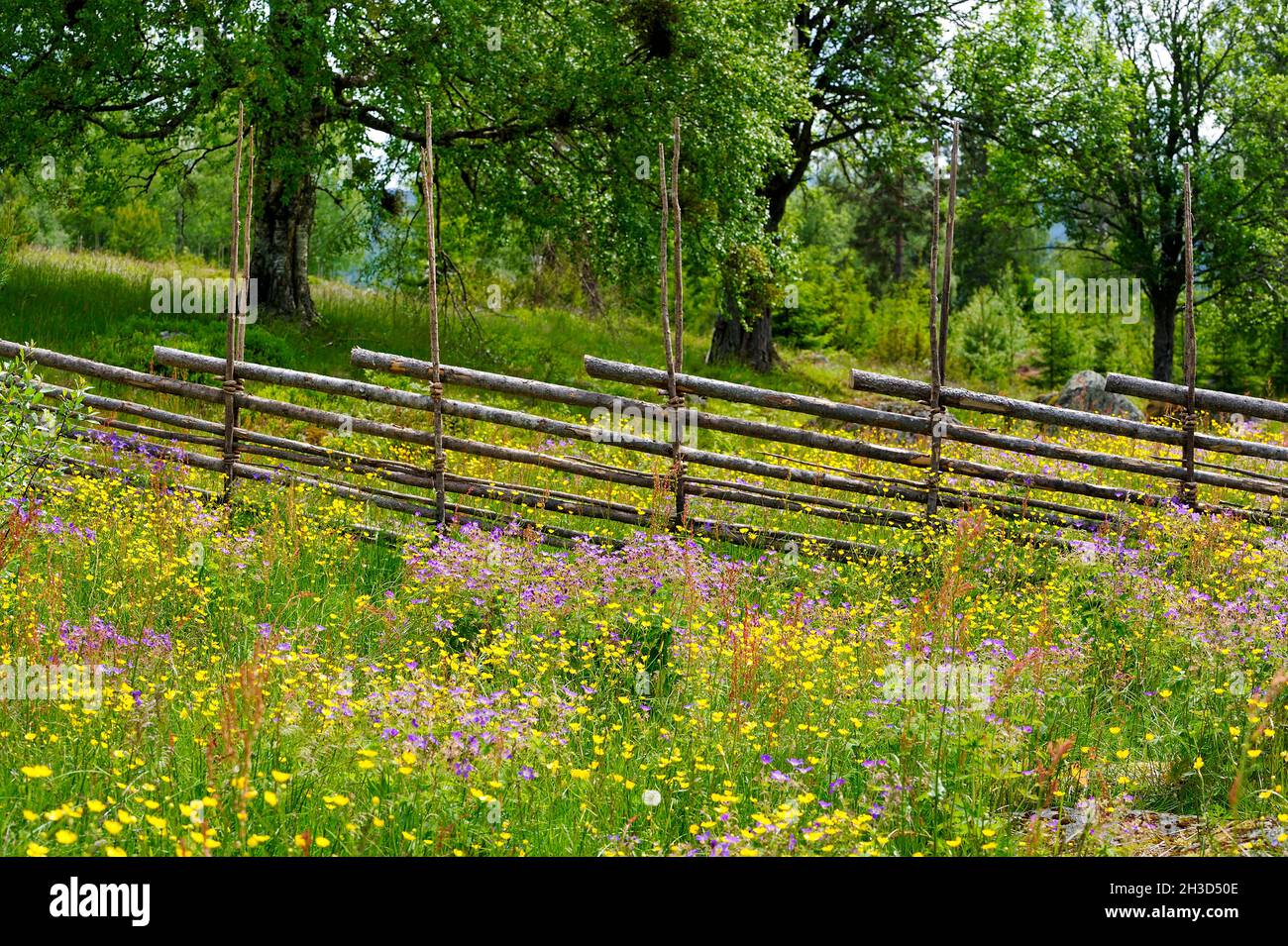 Sommerblumen vor einem Feldzaun auf der Bergfarm Ärteråsen, Dalarna, Schweden Stockfoto