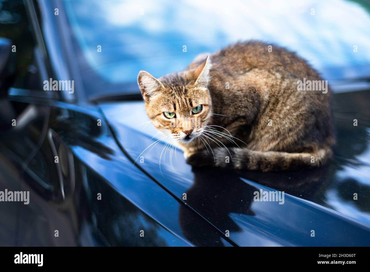 Hauskatze sitzt auf der Motorhaube des Autos. Katzenoptik. Stockfoto