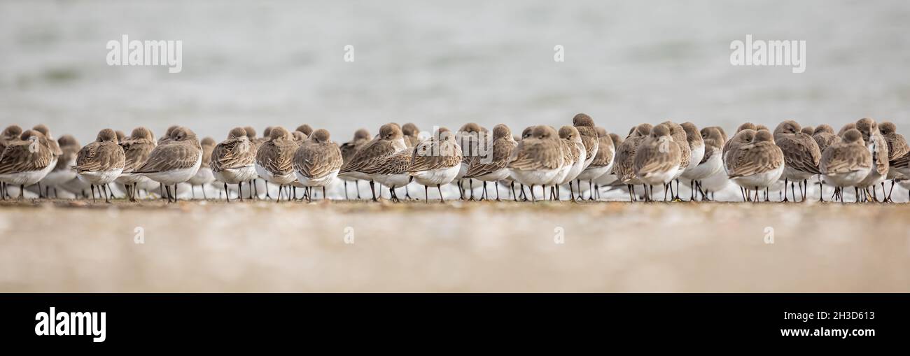 Dunlins am Wasser. Watende Vögel an der Küste. Reisefoto, Straßenansicht, selektiver Fokus, unscharfer Hintergrund, horizontal. Stockfoto