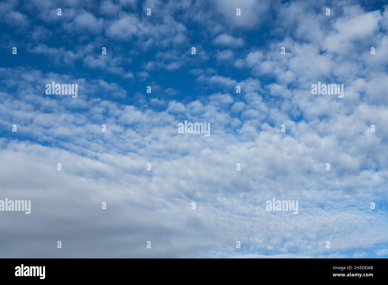 Blauer Himmel voller Zirrokumuluswolken. Dampf Wolken Textur Vektor Hintergrund Stockfoto