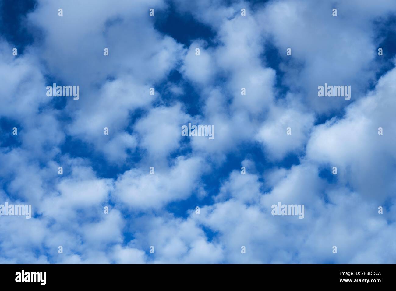 Cirrocumulus, der an einem blauen Himmel vom Wind geblasen wird. Vektorwolken Hintergrundtextur Stockfoto