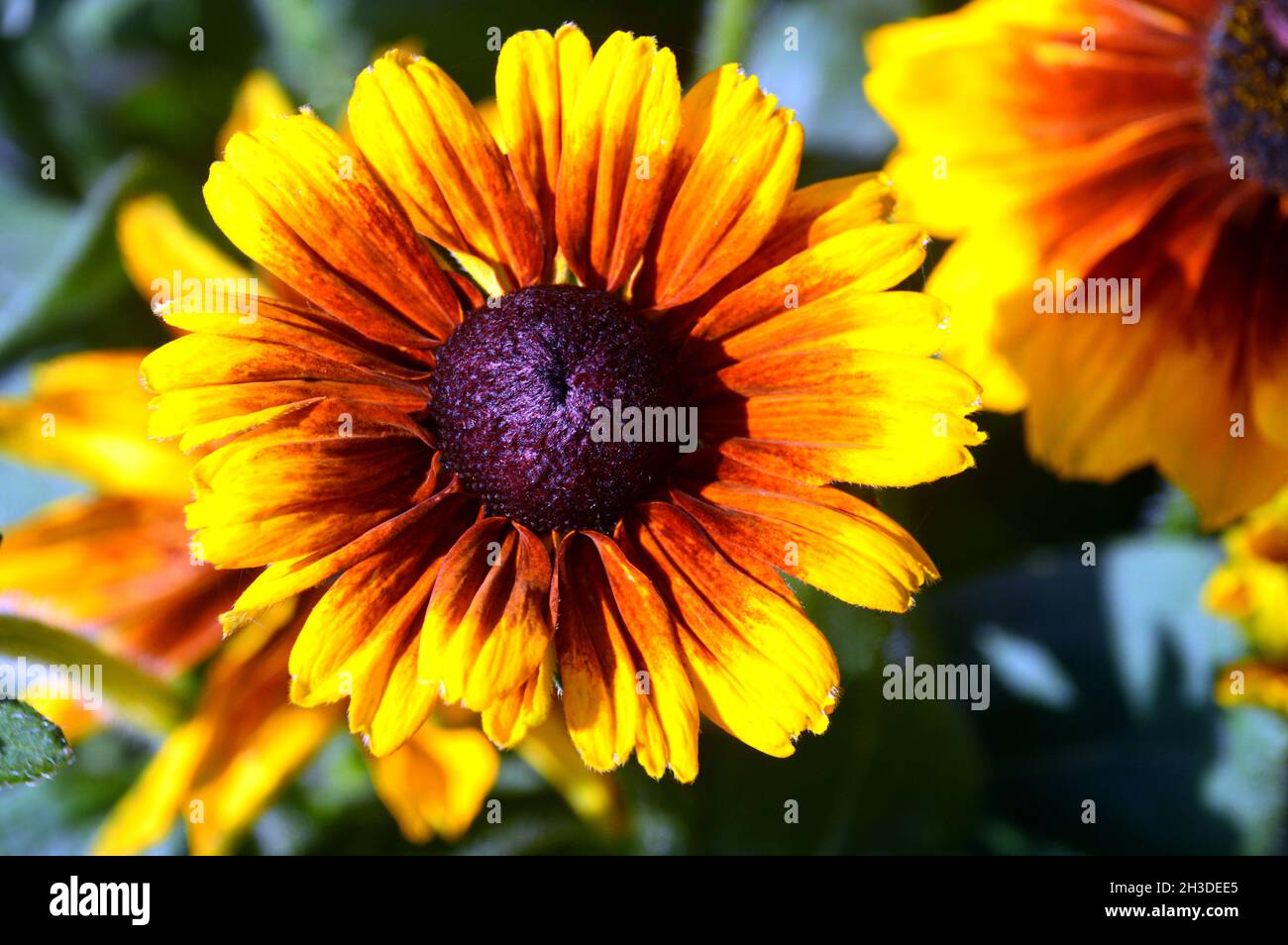 Braune und gelbe Rudbeckia hirta 'Kissing Smileyz' (Blumenblume) Blumen, die in den Grenzen von RHS Garden Bridgewater, Worsley, Manchester, Großbritannien, angebaut werden. Stockfoto