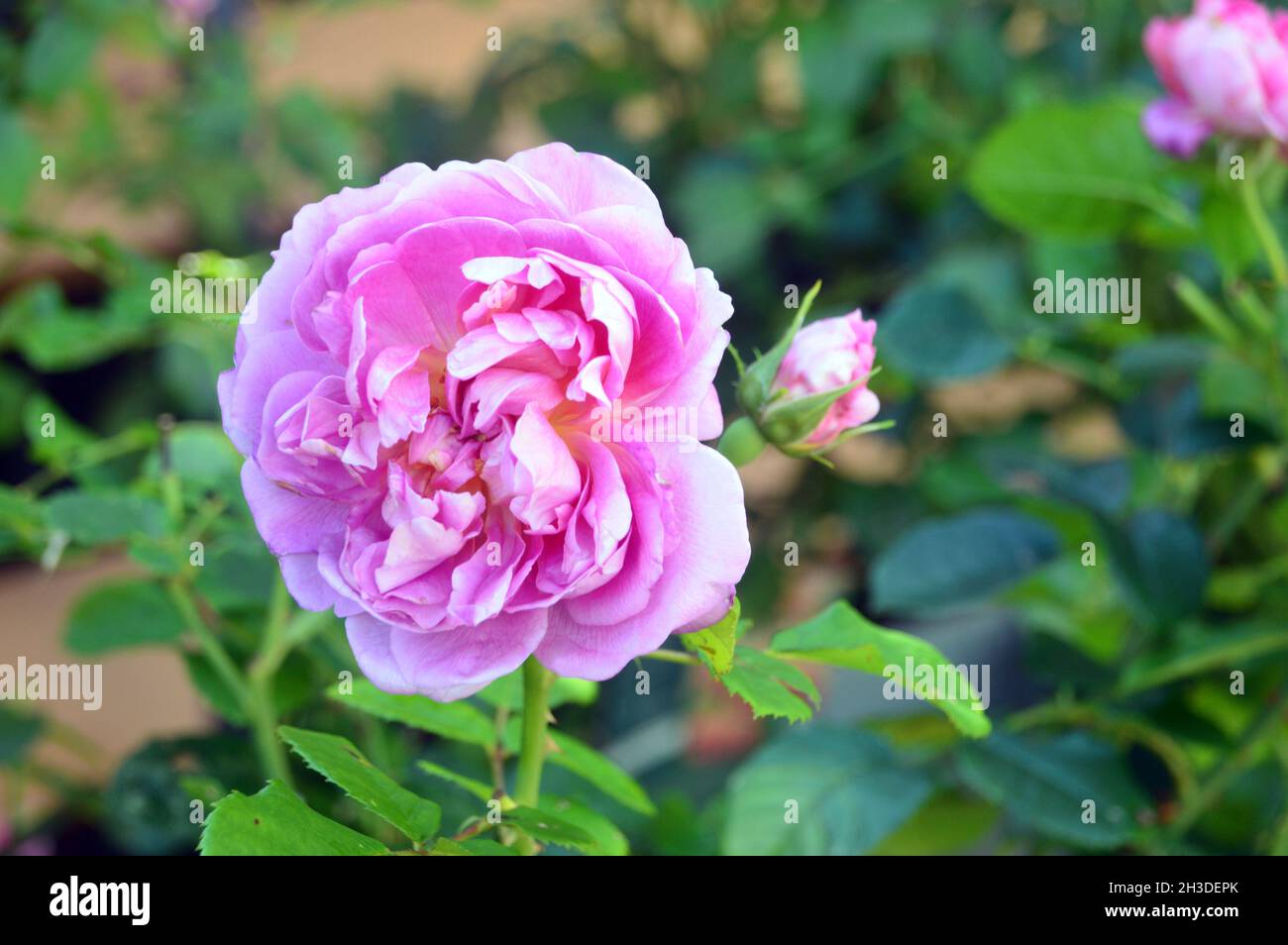 Einzelne rosa Rose ‘Prinzessin Anne’ Blume in den Grenzen im RHS Garden Bridgewater, Worsley, Manchester, Großbritannien angebaut. Stockfoto