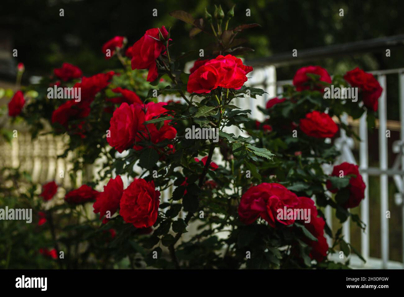 Rote Rosen im Garten Stockfoto