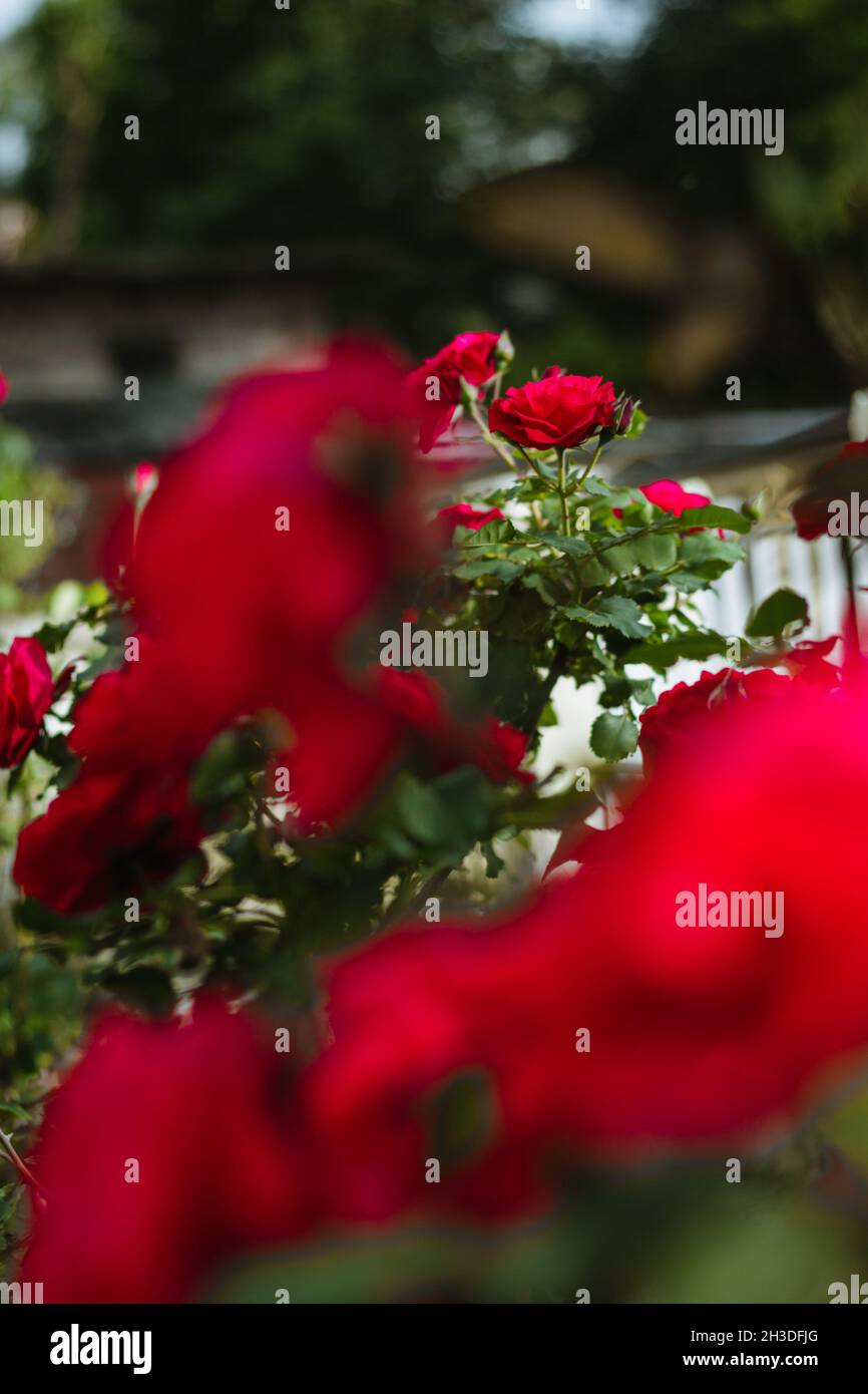 Rote Rosen im Garten Stockfoto