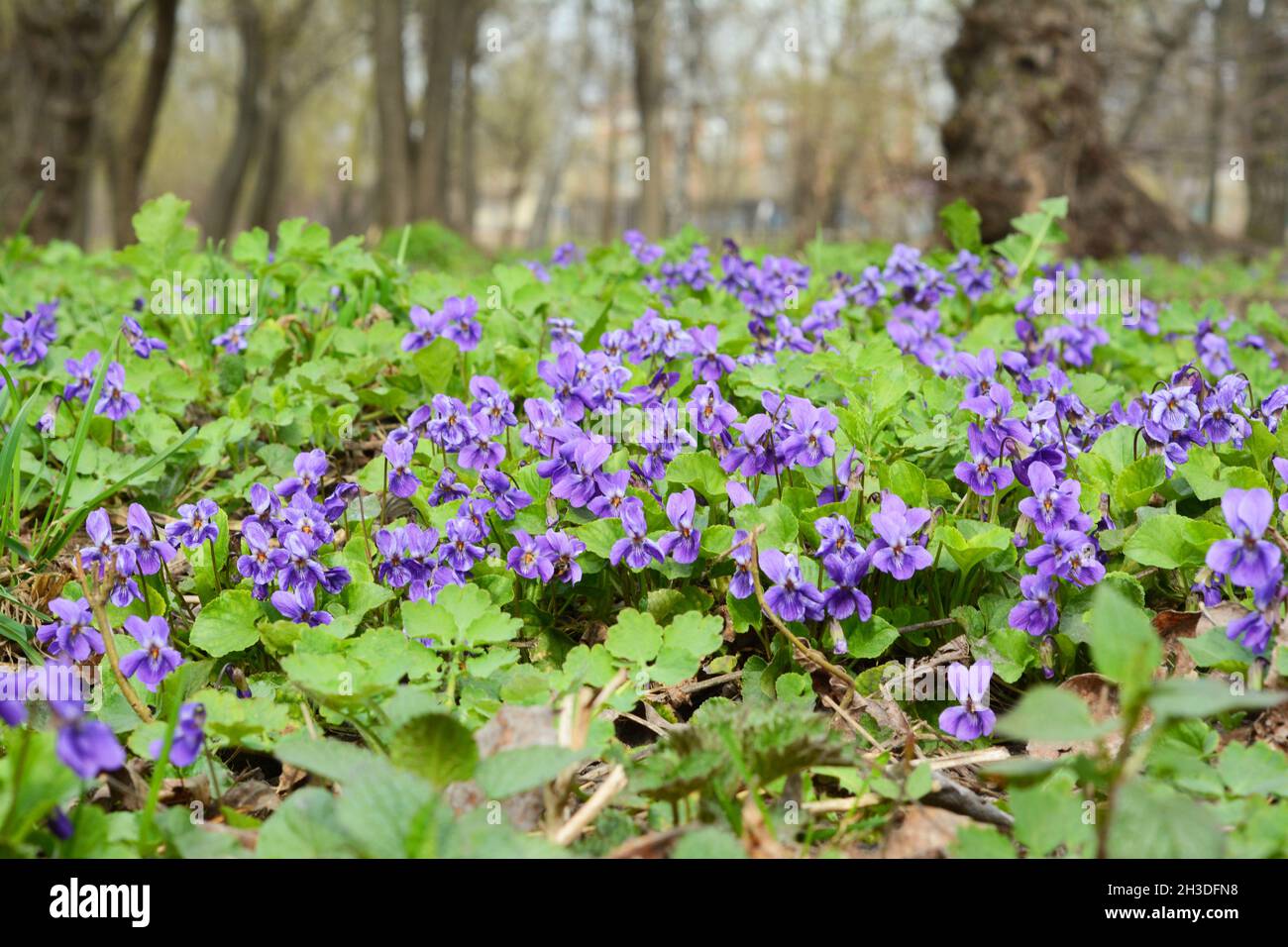 Schöne wilde Veilchen Blumen Stockfoto
