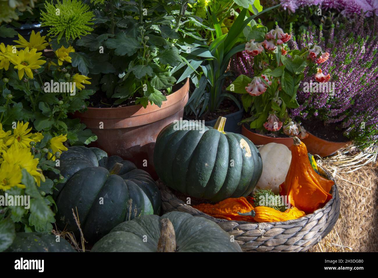 Kürbisse in verschiedenen Formen und Größen, Herbstblumen in keramischen Töpfen und Korbkörben werden auf Stroh gelegt. Stockfoto