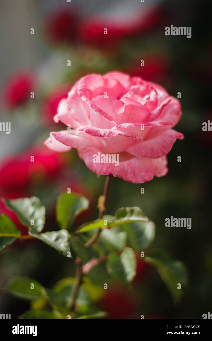 Rote Rosen im Garten Stockfoto