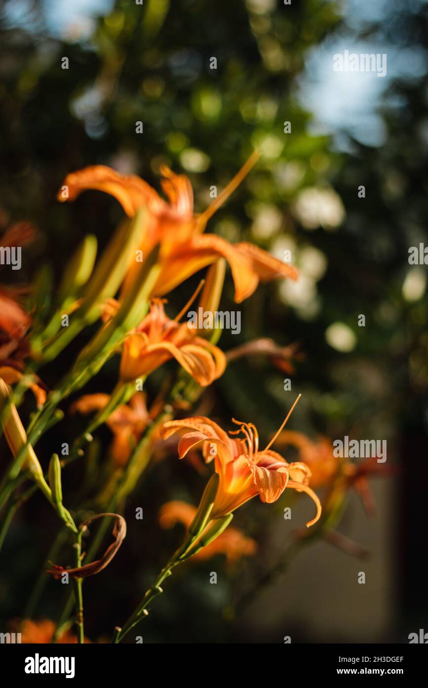 Orange Daylily; Wissenschaftlicher Name: Hemerocallis Fulva Stockfoto