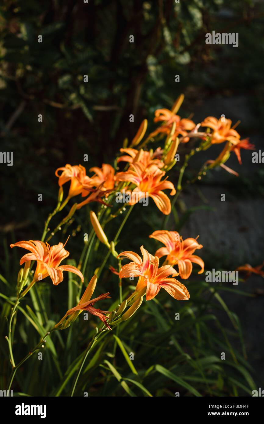 Orange Daylily; Wissenschaftlicher Name: Hemerocallis Fulva Stockfoto