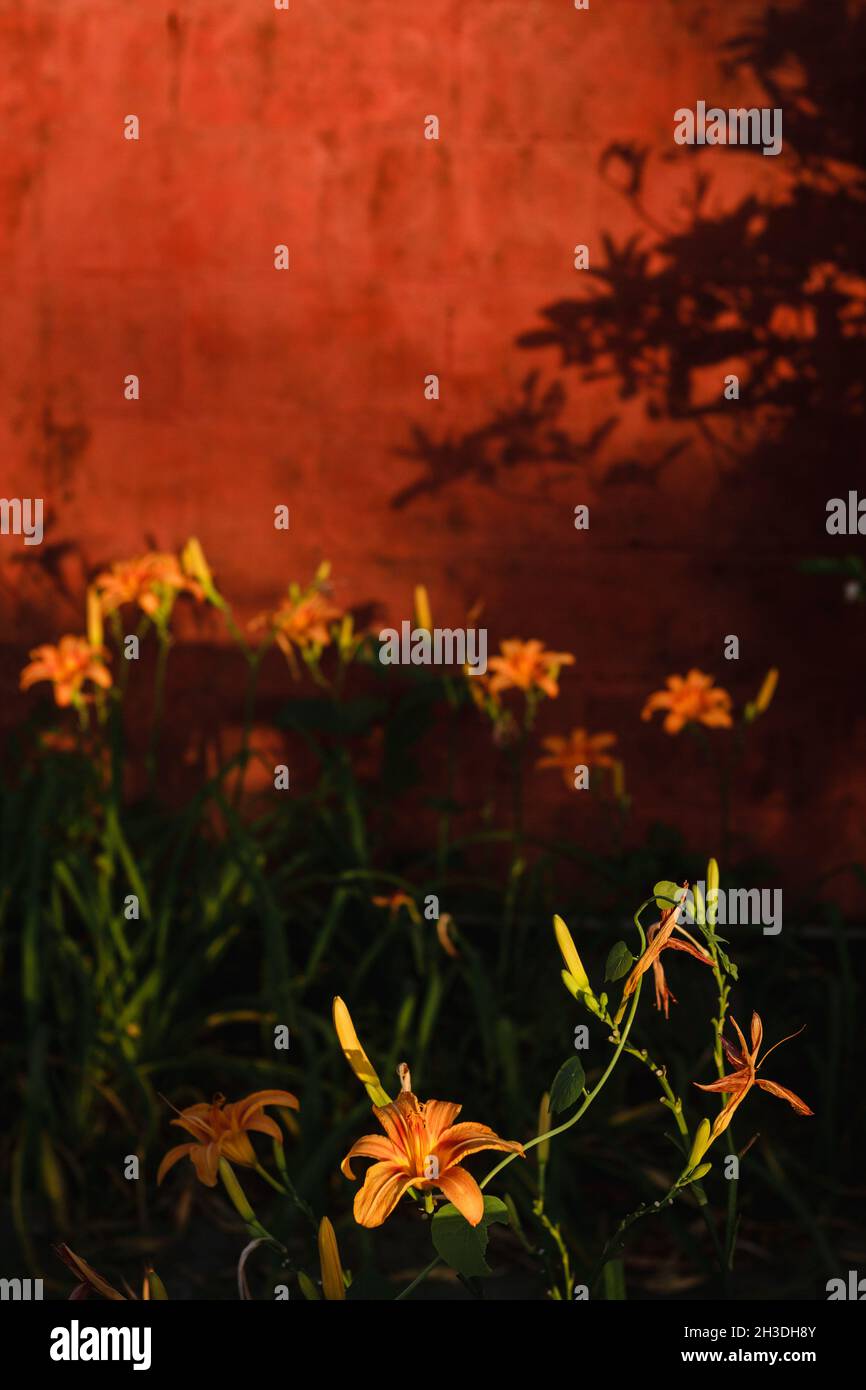 Orange Daylily im Garten mit rotem Hintergrund Stockfoto