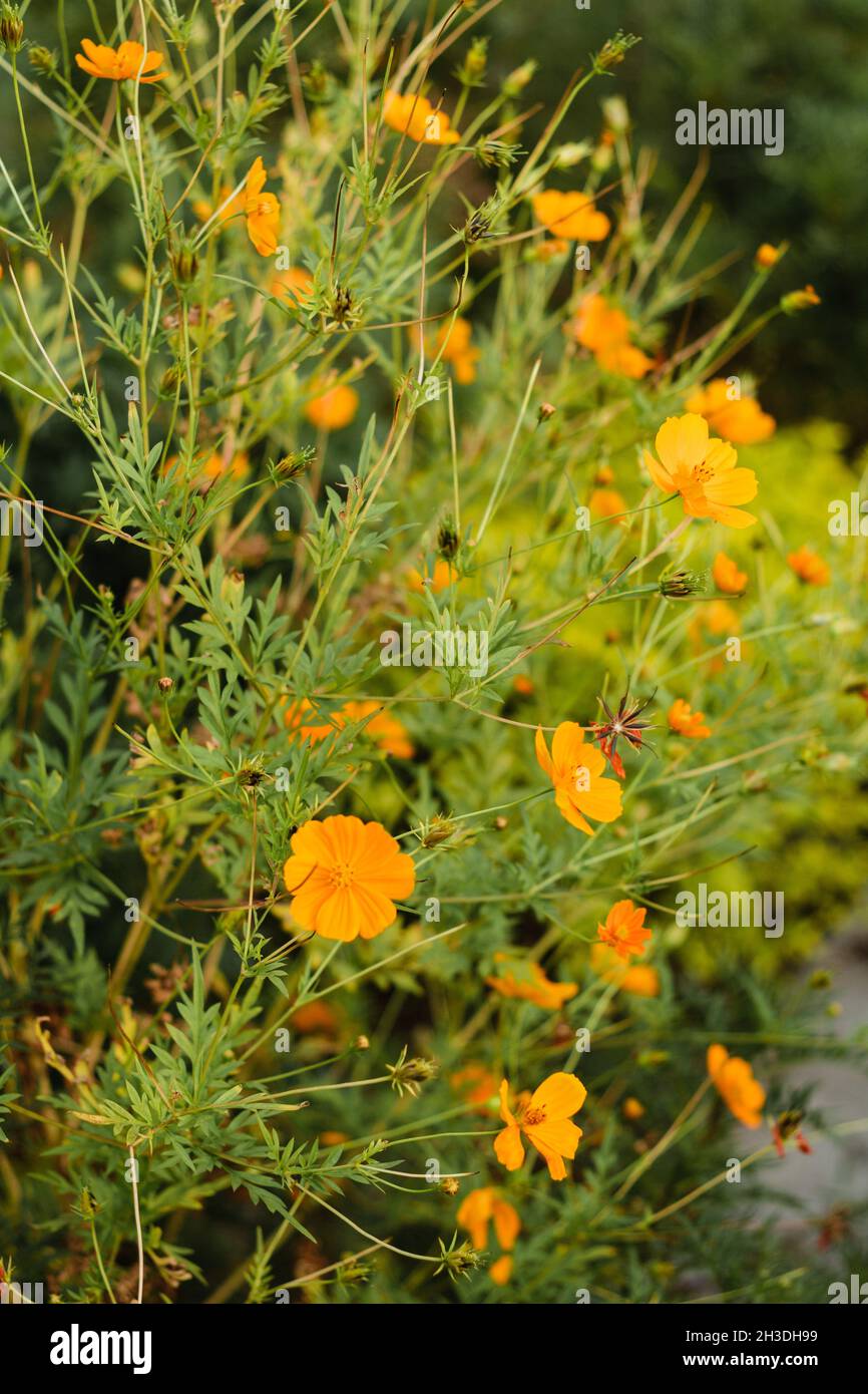 Kosmische Orangenblume aus dem Garten Stockfoto