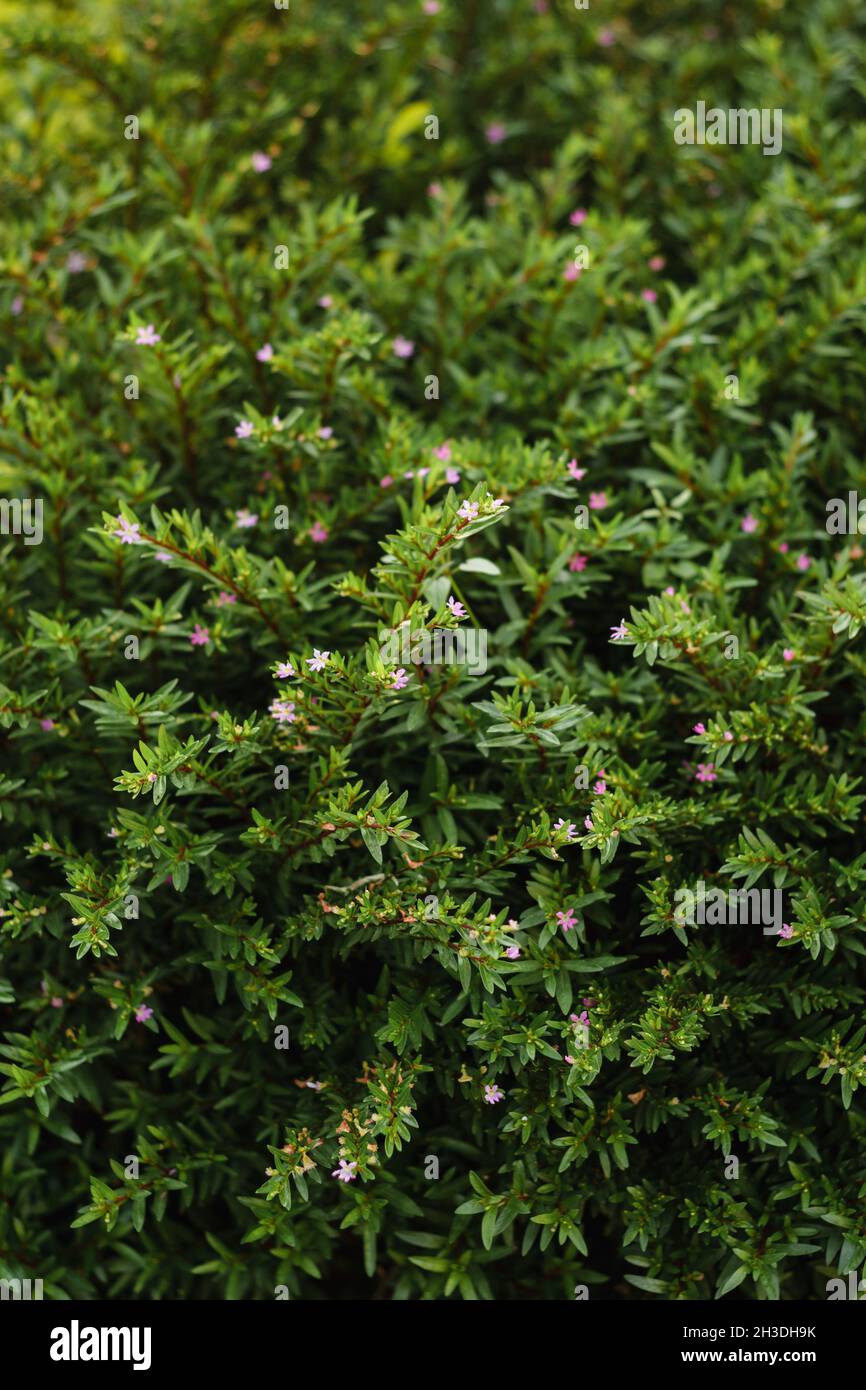 Kleine Blumen in einem Gartenbusch Stockfoto