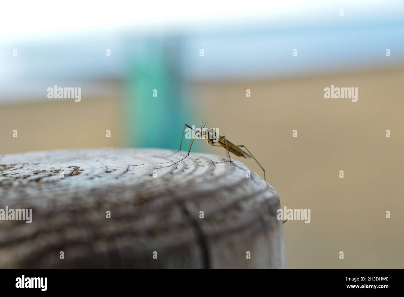 Zanzara in spiaggia Stockfoto