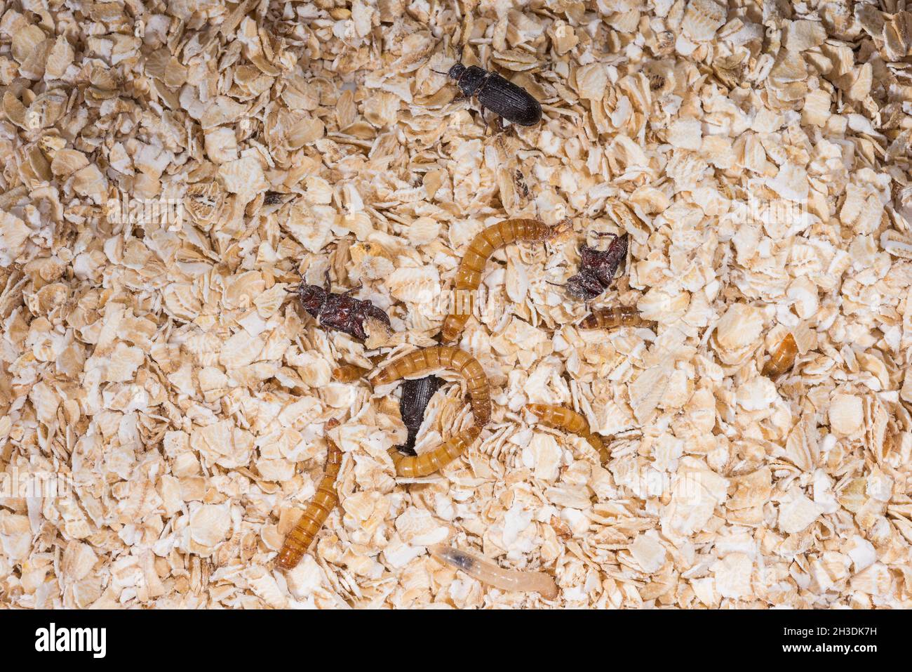 Haferflocken infizierte Mehlwürmer. Insekten in Lebensmitteln. Stockfoto