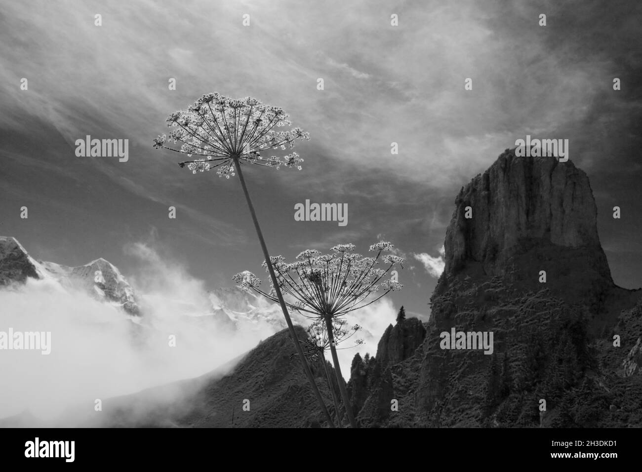 Das Gummihorn auf der Schynige Platte mit schneebedeckten Gipfeln des Eiger, Mönch und Jungfrau in der Ferne: Berner Oberland, Schweiz. S/W-Version Stockfoto