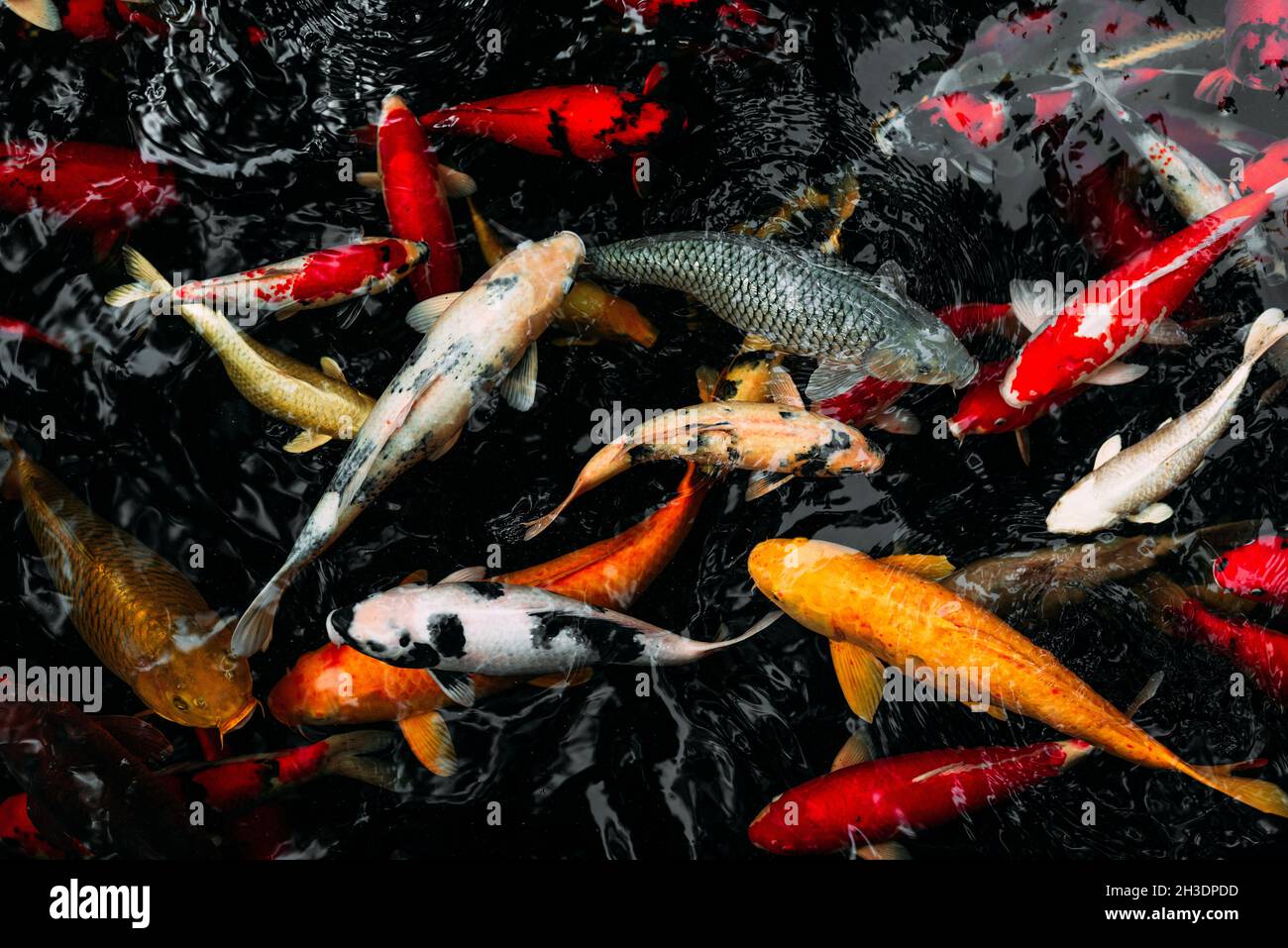 Koi karpfen im aquarium Fotos und Bildmaterial in hoher Auflösung Alamy