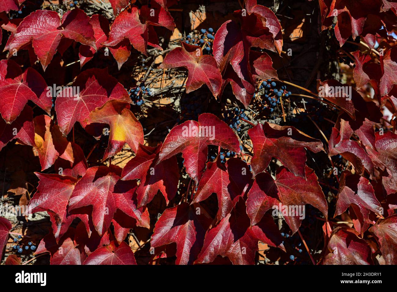 Rote Blätter einer wilden Weintraube. Herbstblätter von wilden Trauben mit verschwommenem Hintergrund. Herbsthintergrund. Selektiver Fokus. Stockfoto