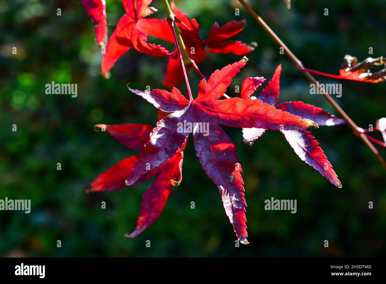 Rote Ahornblätter in der Herbstsaison Stockfoto
