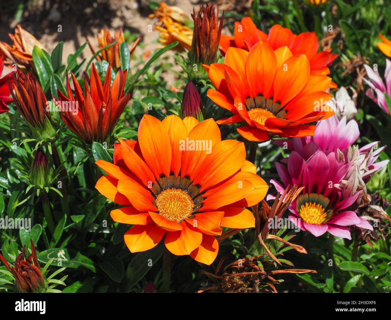 Bunte Gazania linearis Blumen. Ornamental blühende Pflanze in der Familie der Asteraceae. Sie produzieren große attraktive Gänseblümchen-ähnliche zusammengesetzte Blütenköpfe Stockfoto
