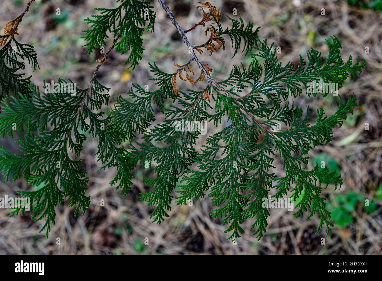 Zweig Zypresse Erbse . Lateinischer Name Chamaecyparis pisifera Stockfoto