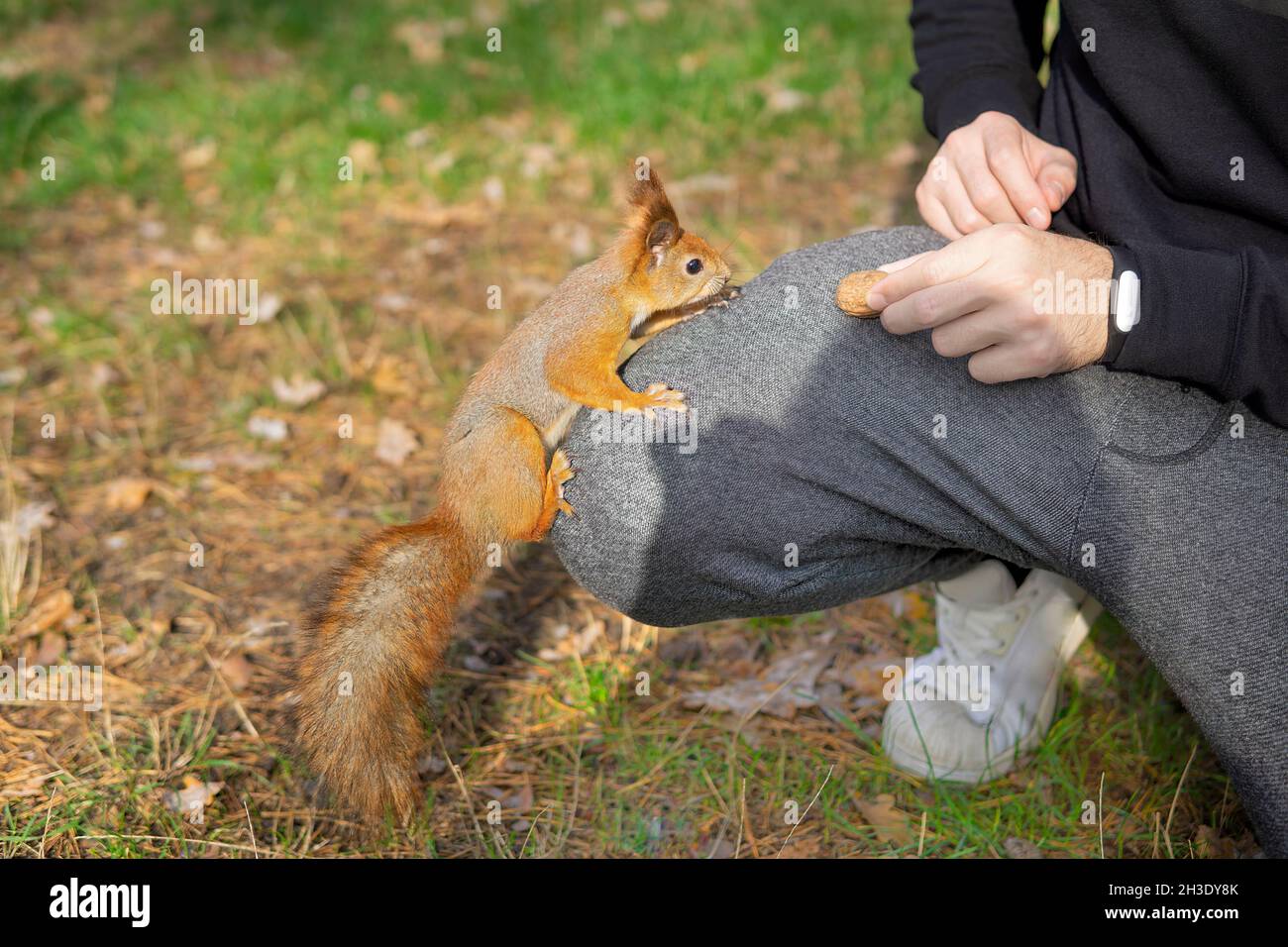 Mann zieht ein Eichhörnchen mit einer Walnuss an Stockfoto