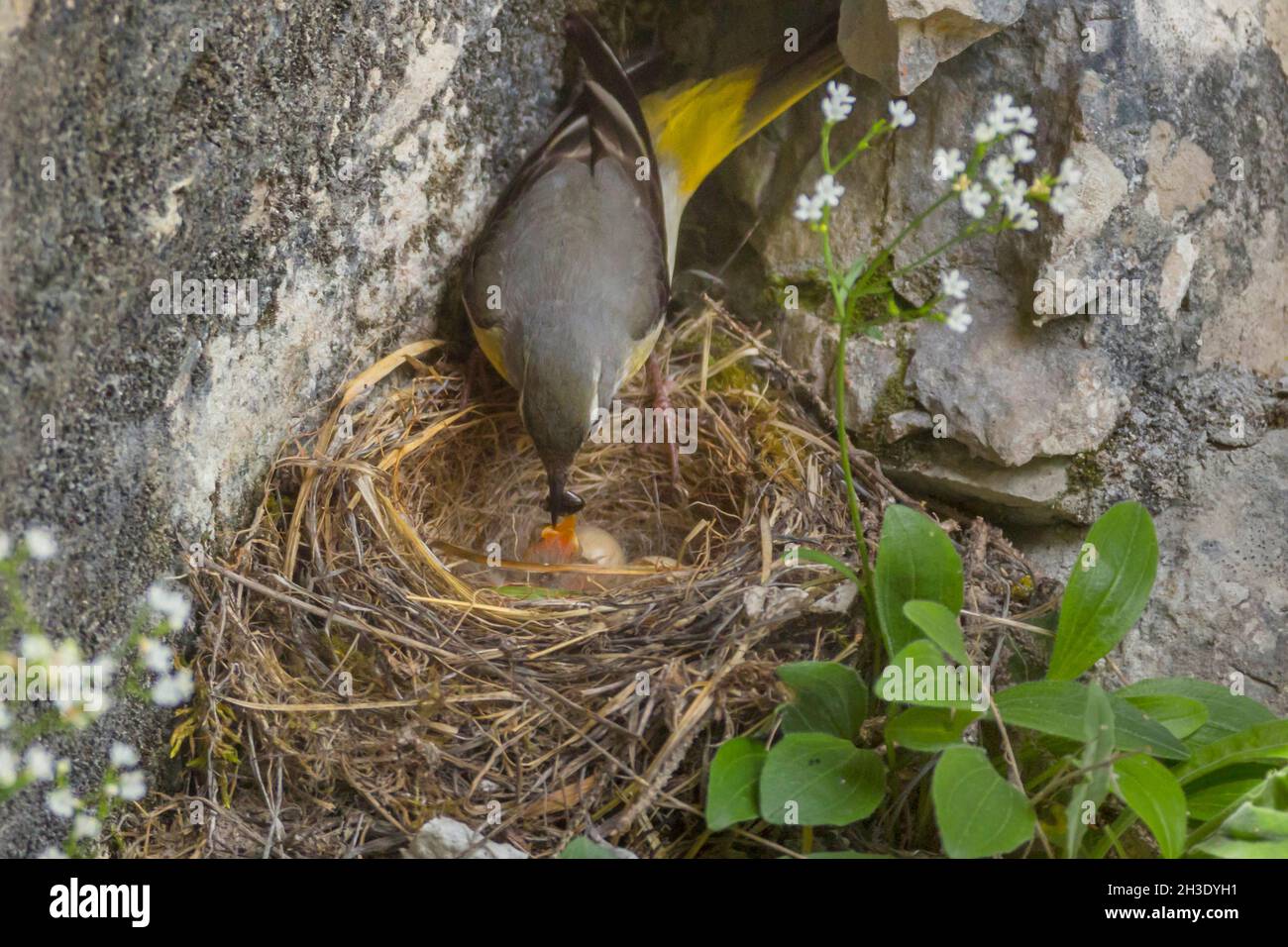 Graue Bachstelze (Motacilla cinerea), Weibchen füttert Küken im Nest an einer Felswand, Deutschland Stockfoto