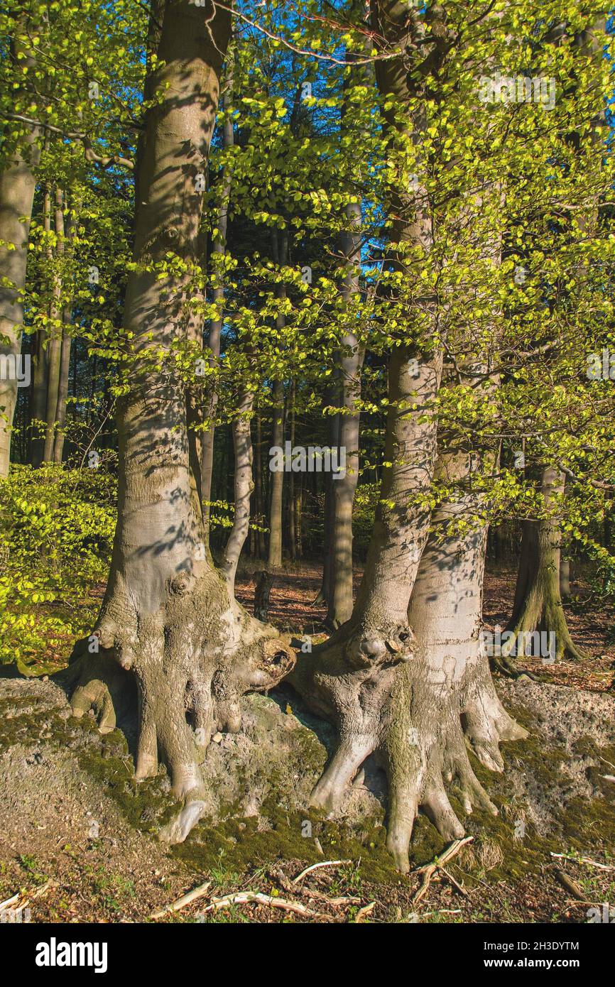 Gemeine Buche (Fagus sylvatica), zwei Buchenstämme mit Schießblättern im Frühjahr, Deutschland, Niedersachsen Stockfoto