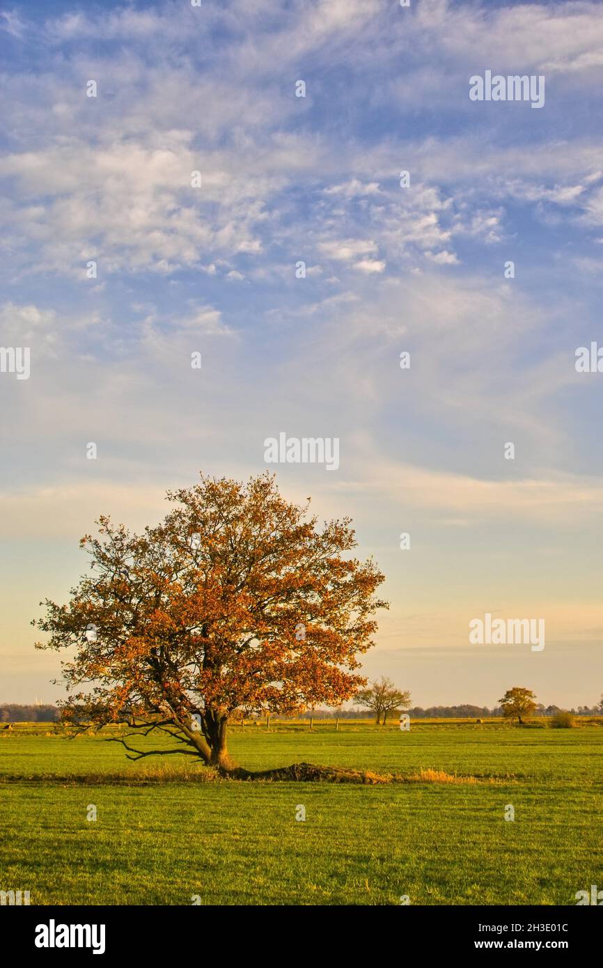Eiche (Quercus spec.), in einem Medow mit Herbstblättern und bewölktem Himmel, Deutschland, Niedersachsen, Wesermarsch Stockfoto