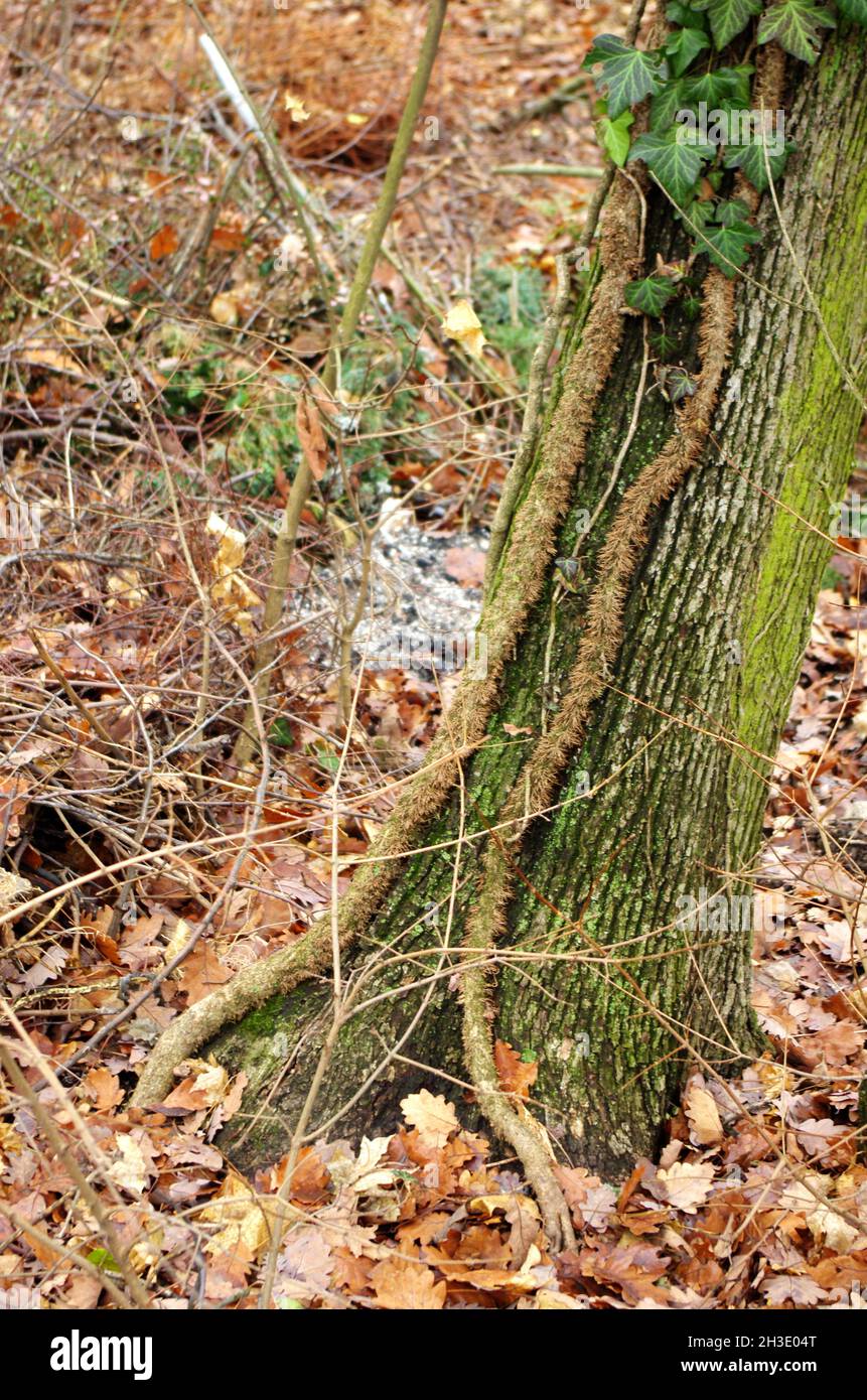 Ivy, Hedera Helix oder europäischer Efeu, der auf rauer Rinde eines Baumes kletterte und mit seinen Luftwurzeln an der Baumstammrinde befestigte. Stockfoto