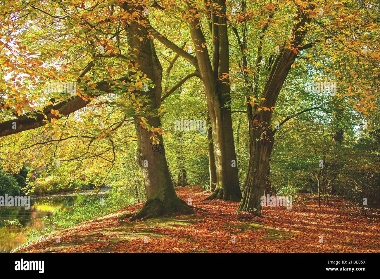Gemeine Buche (Fagus sylvatica), gefallene Buchenblätter im Herbst, Deutschland, Niedersachsen Stockfoto