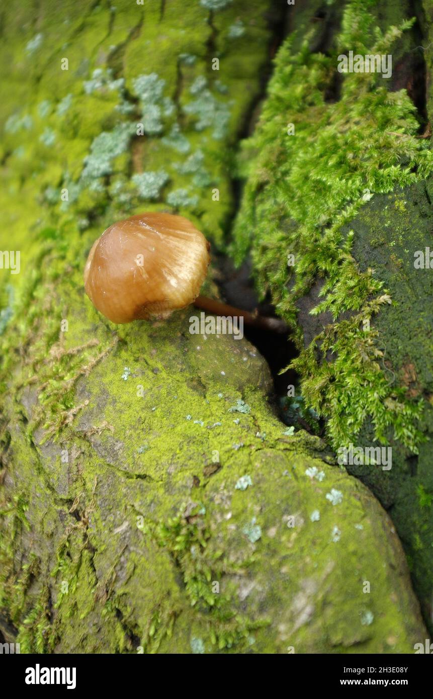 Pilze, die in der Herbstsaison aus einem Baumstamm wachsen, der mit grünem Moos bedeckt ist. Pilze auf dem Baumstumpf mit Moos herum. Europäische Waldnatur. Stockfoto