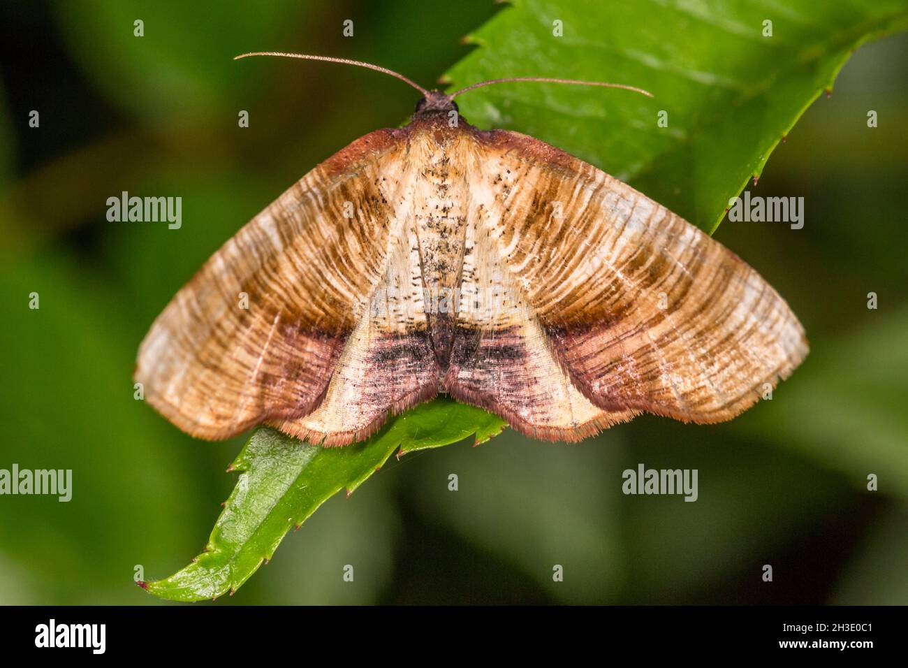 Verbrannte Flügel (Plagodis dolabraria), die tagsüber auf einem Blatt ruht, Deutschland Stockfoto