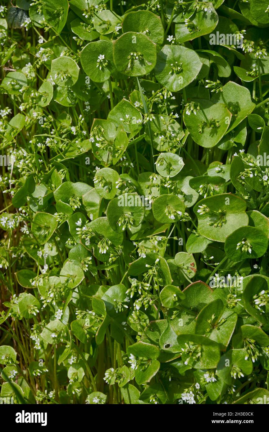 Winterpurslane, Bergmannsalat, Bergmannsalat (Claytonia perfoliata), blühend, Deutschland, Hessen Stockfoto