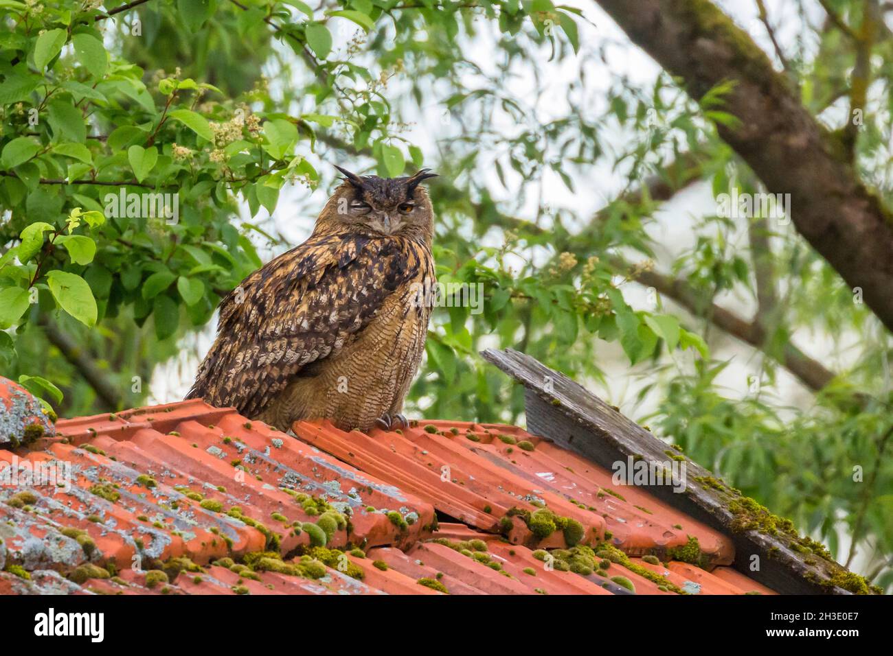 nördliche Adlereule (Bubo bubo), die tagsüber auf einem Scheunendach steht, Deutschland Stockfoto
