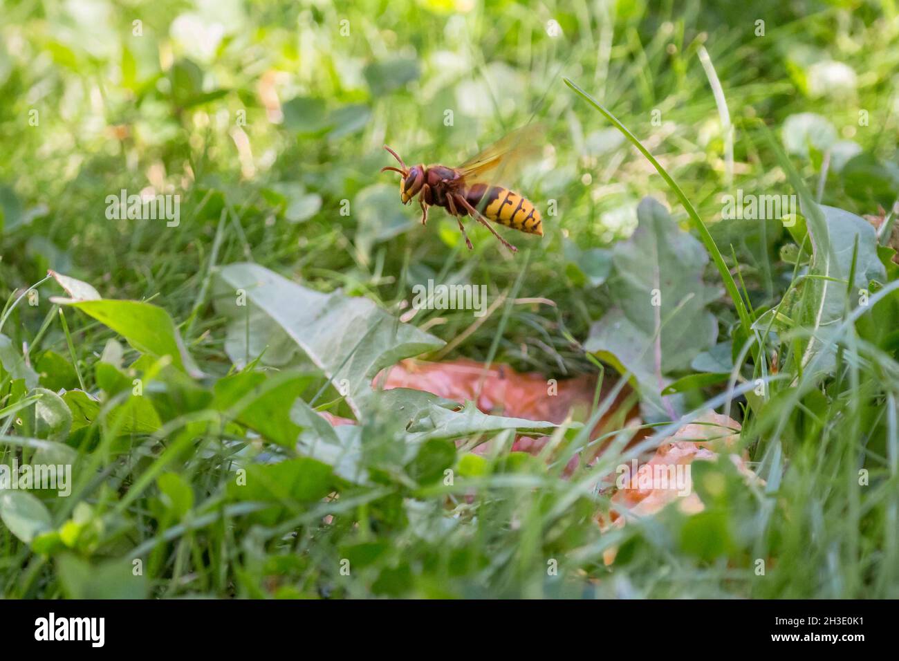 hornet, braune Hornisse, Europäische Hornisse (Vespa crabro), Fliegen über einen faulen Apfel auf einer Wiese, Deutschland Stockfoto
