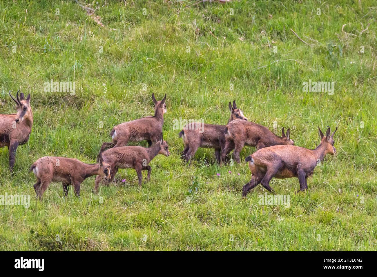 Gämsen (Rupicapra rupicapra), kleine Herde auf einer alpinen Wiese, Deutschland Stockfoto