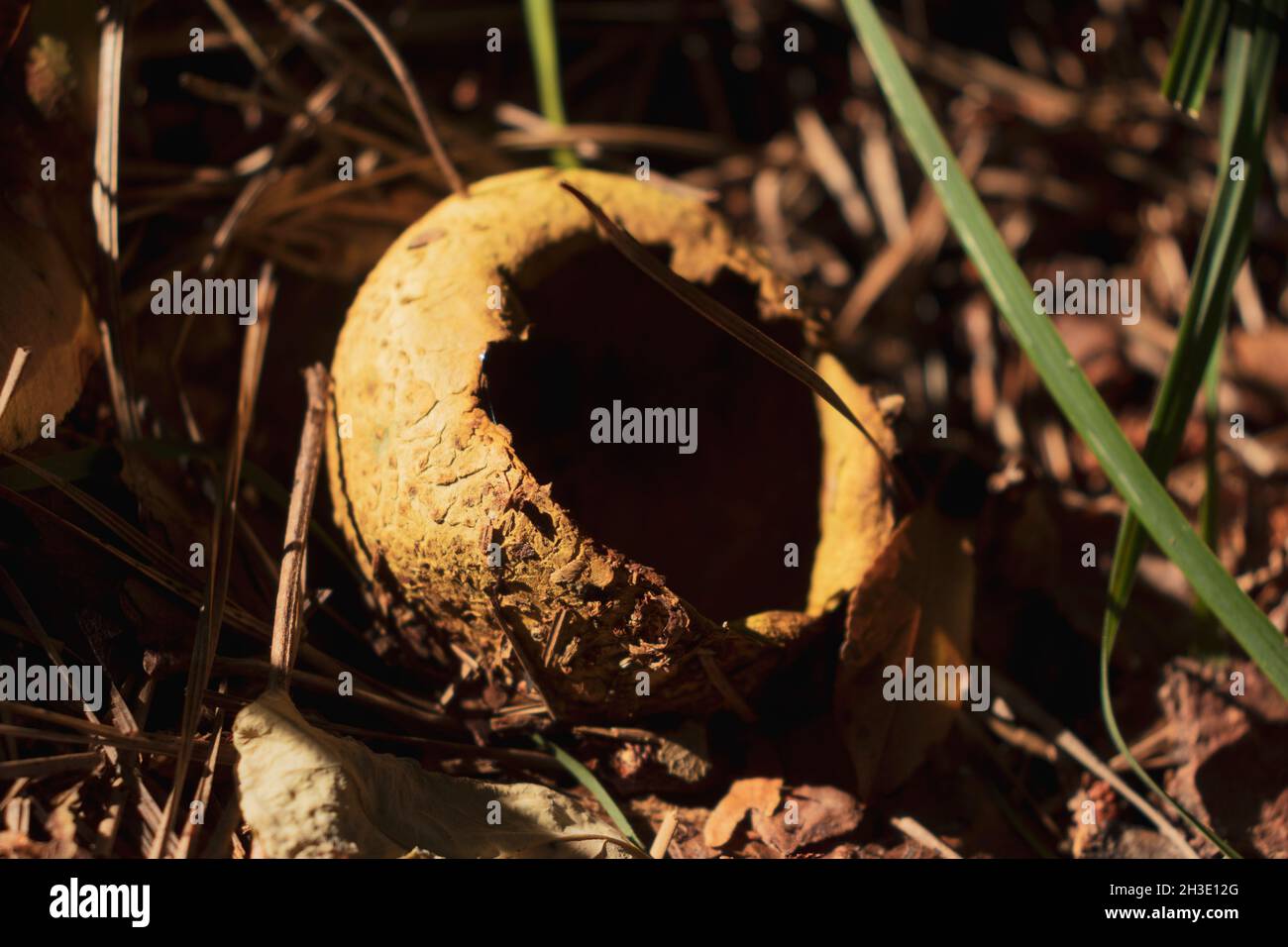 Ein verfaulter Scleroderma citrinum-Pilz (gemeiner Erdball) auf dem Gras. Ungenießbarer Pilz. Stockfoto