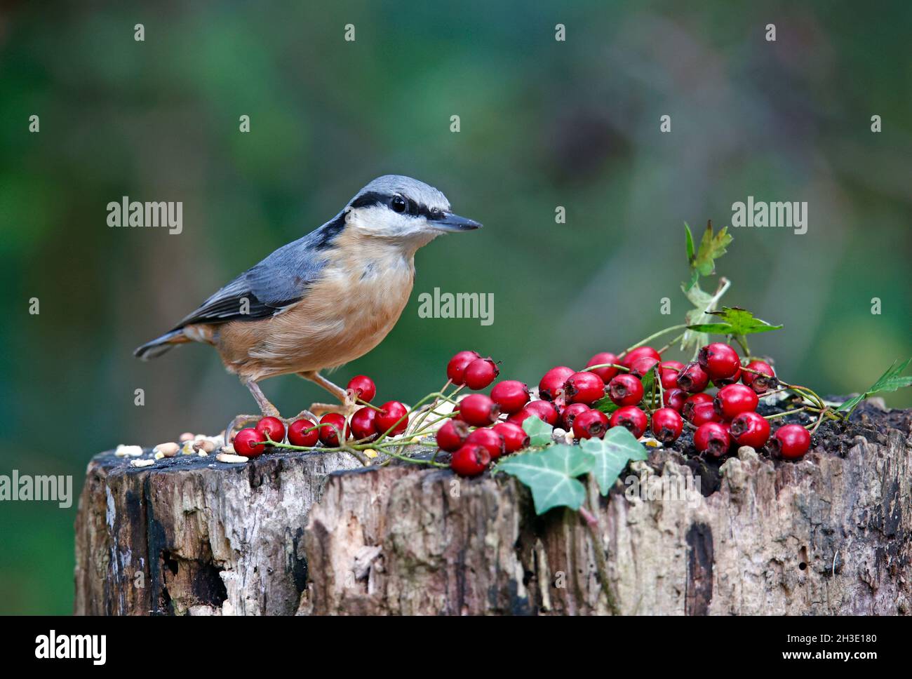 Nuthatch auf der Suche nach und Zwischenspeicherung von Lebensmitteln im Wald Stockfoto