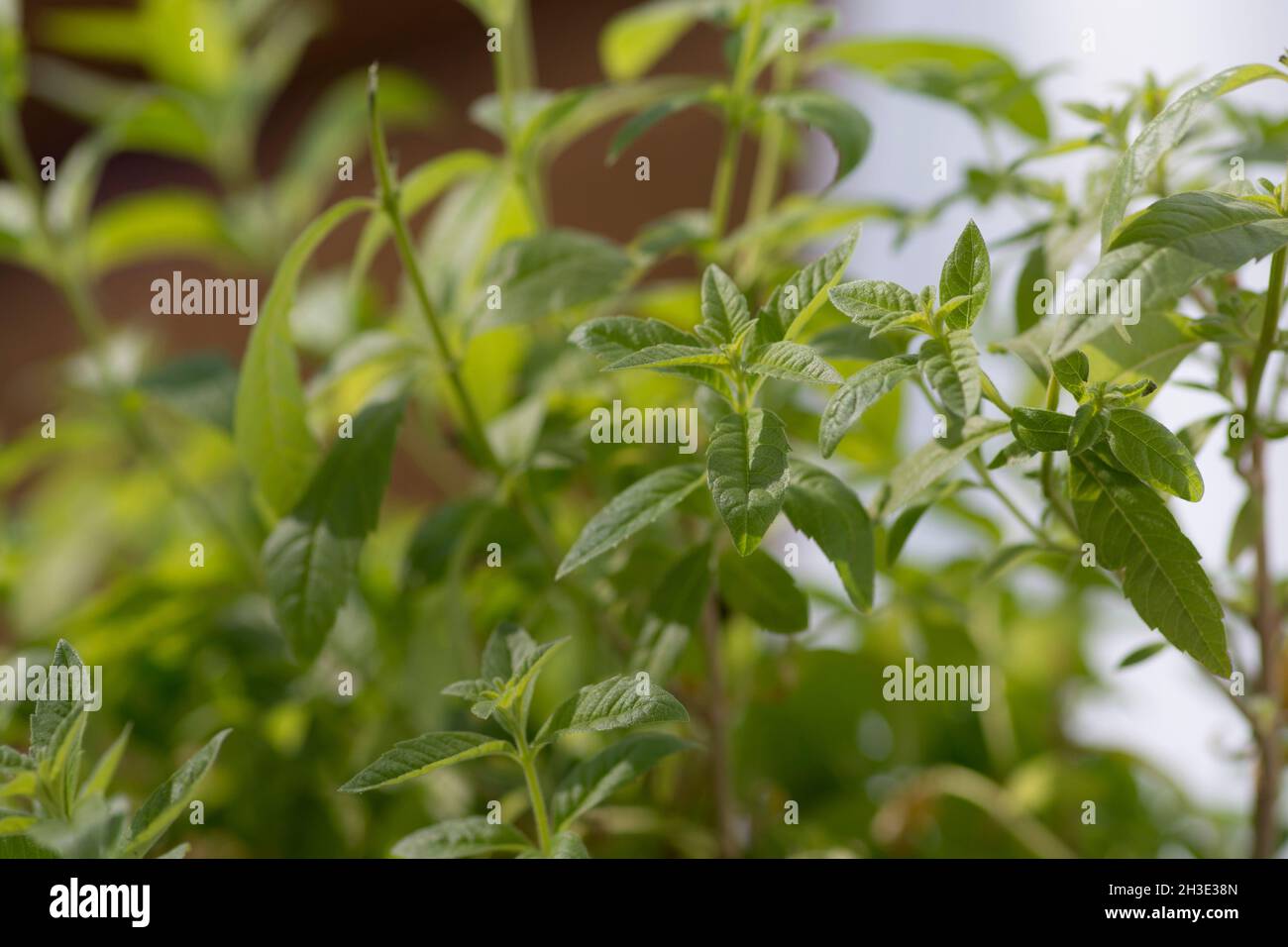 Nahaufnahme der Aloysia-Pflanze, einer Gattung blühender Pflanzen aus der Familie der Eisenkraut, die allgemein als Bienenbürsten bekannt ist Stockfoto